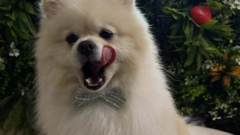 Groomed by Fabiana Groomed by Fabiana