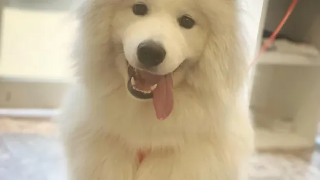 Ветеринарна клиника ZOO KING Ветеринарна клиника ZOO KING