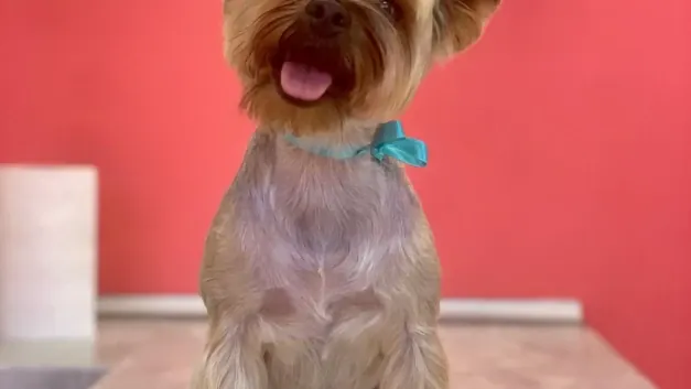 Ветеринарна клиника ZOO KING Ветеринарна клиника ZOO KING